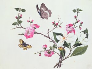ジャポニカ、マグノリア、蝶